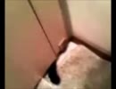 黒猫ファジー★マットGET！（子猫編最終回）