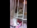 きれいきれいしましょー