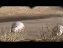 鎌首の『AFRIKA』満喫生活(3)