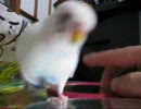 鏡とか指で遊ぶ？セキセイインコさん