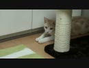 猫キック炸裂です！