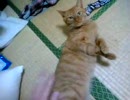 発情ネコ