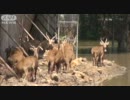 タイ洪水で動物園に放し飼いの動物置き去り