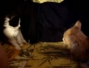 かわいい猫さんの威嚇