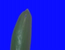 上下動するキュウリ(BB素材)