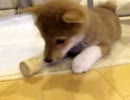 柴犬が家にキタキタ１０