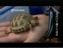 ペットについて