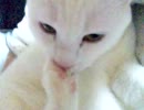足をしゃぶる猫