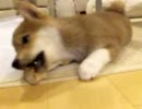 柴犬が家にキタキタ８