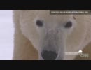 世界最大規模の生息地でとらえたホッキョクグマの姿