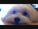 白モップ犬