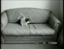 [HDD]家中ねこだらけ[整理中]