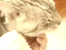 獅子の日々20071123～チマキをさわってみた～