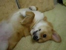 俺んちのコーギー動画（4）-寝込みを襲え！編