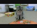 ネコの情けない表情