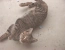 門前払い猫