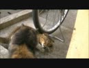 奇襲する猫をスローで