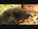 札幌・南区　檻に入ったクマを発見