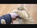 iPhone 4Sで、うちの猫の動画を撮ってみた