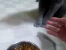 お手をするネコ