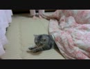 こたつから飛び出すねこ　【高画質版】