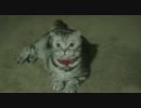 クケケケケ　にゃんだろう？ （HD）
