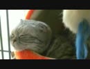 涼しくなったにゃ （HD）