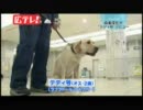 麻薬探知犬　デビュー