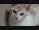 うちの子猫「きなこ」の目力に萌死にそうです