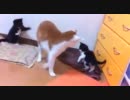 オチが何となく読める子猫のハプニング映像