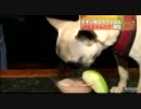 犬向けの食べ物やドリンクを出す一夜限りのパブがオープン