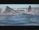 サーファー、危うくクジラに飲み込まれる