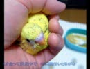 セキセイインコ　ちび　生い立ち　生後81日目