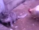 【仲良し】ニワトリと猫ちゃん【友達】