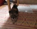 我が家に来た犬 vol,2
