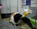 モルモットの水飲み（ネロ）