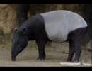 夢食い白黒バク　歌わせていただきました【堕声】