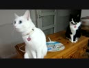 ガン見されて落ち着かない.MOV