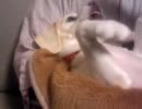 からかわれるココ(20111108)