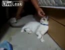 癲癇発作を起こす猫