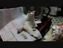 おっさんみたいにお尻をポリポリかく猫