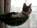 にゃんこ＋たまに肉きゅう♪