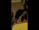靴の匂いがたまらない猫