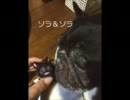 黒猫ファジー★羊毛でワンコ