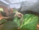 【240fps】アマガエル vs バッタ【スロー映像】