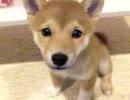 柴犬が家にキタキタ１４