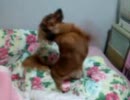 ちょうだいちょうだい！！ １