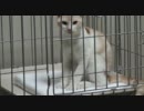 うちの子猫「きなこ」のナメナメ～