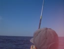 シャクシでグレ釣り 005.avi