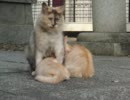【地域猫】後のねねちゃんである【授乳中】